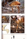 Natuurgids Field Guide to the Larger Mammals of Africa | Struik Nature