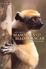 Natuurgids Mammals of Madagascar - A Complete guid | A&C Black