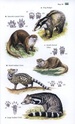 Thailand, A Traveller's Wildlife Guide - Natuurgids Thailand