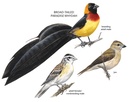 Vogelgids Birds of Botswana | Princeton University