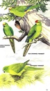 Vogelgids Birds of New Zealand | Collins