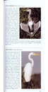 Vogelgids Pocket Photo Guide Birds of Ecuador and Galapagos | Bloomsbury