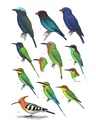 Vogelgids Birds of the Philippines, Sumatra, Java, Bali, Borneo, Sulawesi, the Lesser Sundas and the Moluccas | Collins