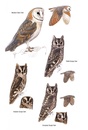 Vogelgids Birds of Oman | Bloomsbury