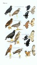 Opruiming - Vogelgids Field Guide to the Birds of Suriname | Brill
