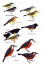 Opruiming - Vogelgids Field Guide to the Birds of Suriname | Brill