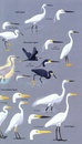 Vogelgids Birds of Seychelles - Seychellen | Bloomsbury