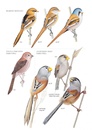 Vogelgids A Field Guide to the Birds of Mongolia | John Beaufoy