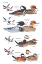 Vogelgids Field Guide to the Birds of Cuba | Bloomsbury
