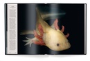 Fotoboek Fragile | teNeues