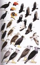 Vogelgids Birds of Belize | Bloomsbury