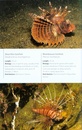 Duikgids - Natuurgids Diving & Snorkelling Guide to Tropical Marine Life  | John Beaufoy