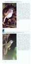 Vogelgids Pocket Photo Guide Birds of Thailand | Bloomsbury