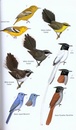 Vogelgids Birds of Nepal field guide | Bloomsbury