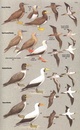 Vogelgids Birds of Central America  | Princeton University