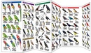 Vogelgids Panama Birds | Waterford Press