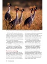 Vogelgids 50 Top Birding Sites in Kenya | Struik Nature