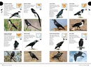 Vogelgids Newman's Birds by Colour | Struik Nature