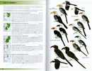 Vogelgids Field Guide to the Birds of East Africa - hardcover edition | Bloomsbury