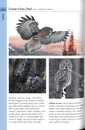 Vogelgids Birds of Finland | Bloomsbury