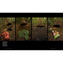 Reisgids - Natuurgids New Guinea | Princeton University Press