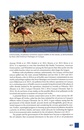 Vogelgids Birds of Aruba, Bonaire, and Curaçao: A Site and Field Guide | Zona Tropical