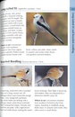 Vogelgids Birds of Finland | Bloomsbury