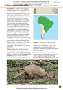 Natuurgids A Field Guide to the Larger Mammals of South America | Princeton University Press
