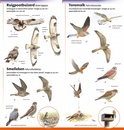 Vogelgids Minigids Roofvogels van Nederland en België | KNNV Uitgeverij