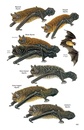 Natuurgids Pocket Guide to the Mammals of Costa Rica | Comstock Publishing Associates