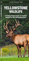 Yellowstone Wildlife