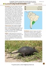 Natuurgids A Field Guide to the Larger Mammals of South America | Princeton University Press