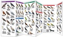 Vogelgids India Birds | Waterford Press