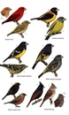 Vogelgids Birds of Bhutan and the Eastern Himalayas | Bloomsbury