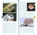Natuurgids Pocket Photo Guide Mammals of South-East Asia | Bloomsbury