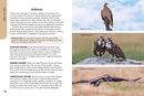 Vogelgids Birds of Serengeti & Ngorongoro Conservation Area | Struik Nature