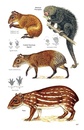 Natuurgids Pocket Guide to the Mammals of Costa Rica | Comstock Publishing Associates