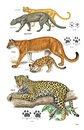 Natuurgids Pocket Guide to the Mammals of Costa Rica | Comstock Publishing Associates