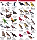 Natuurgids - Vogelgids Hawaii Wildlife | Waterford Press