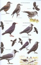 Vogelgids Birds of East Asia | Bloomsbury