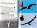 Natuurgids Wildlife of Ecuador | Princeton University Press