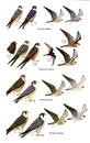 Vogelgids Birds of the Canary Islands - Canarische eilanden | Bloomsbury