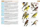 Vogelgids Birds of the Indian Ocean Islands | Struik Nature