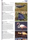 Natuurgids - Vogelgids Wildlife of the Okavango | Struik Nature