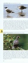 Vogelgids Pocket Photo Guide Birds of Costa Rica | Bloomsbury