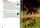 Natuurgids Wildlife of Ecuador | Princeton University Press