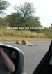 Reisverhaal Op safari door het Krugerpark | Egon Berendsen