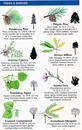 Natuurgids Southwestern Desert Plants USA | Waterford Press