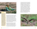 Vogelgids - Natuurgids - Reisgids Vogels kijken op Lesbos | KNNV Uitgeverij