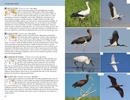 Vogelgids Birds of the Mediterranean | Helm